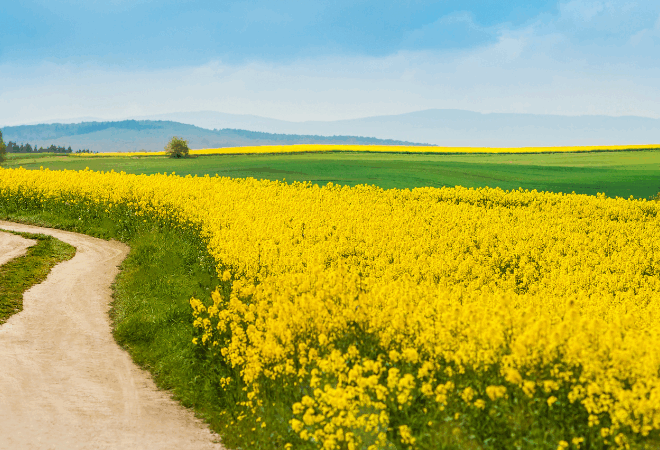 I am doing a new thing- Isaiah 43:19