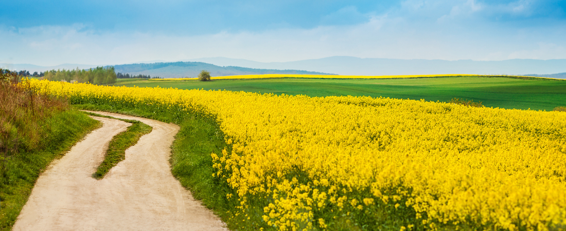 I am doing a new thing- Isaiah 43:19